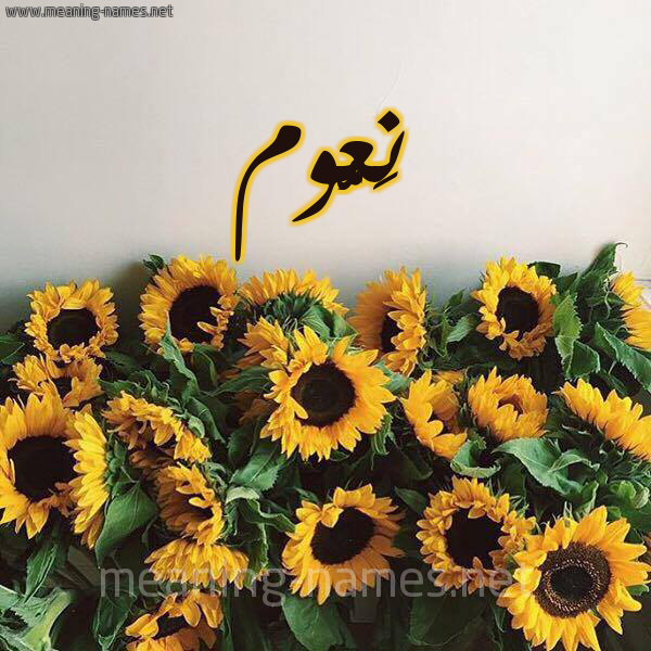 صورة اسم نَعُّوم NAAOOM شكل 17 صوره دوار الشمس للإسم بخط رقعة صورة اسم نَعُّوم NAAOOM شكل 17 صوره دوار الشمس للإسم بخط رقعة