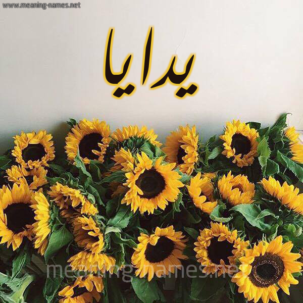 صورة اسم يدايا Daya شكل 17 صوره دوار الشمس للإسم بخط رقعة