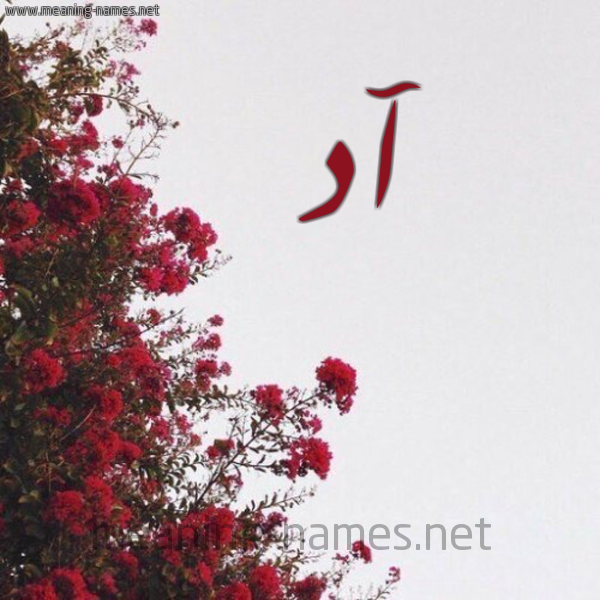 شكل 18 صوره الورد الأحمر للإسم بخط رقعة صورة اسم آد AD