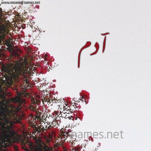شكل 18 صوره الورد الأحمر للإسم بخط رقعة صورة اسم آدم Adam
