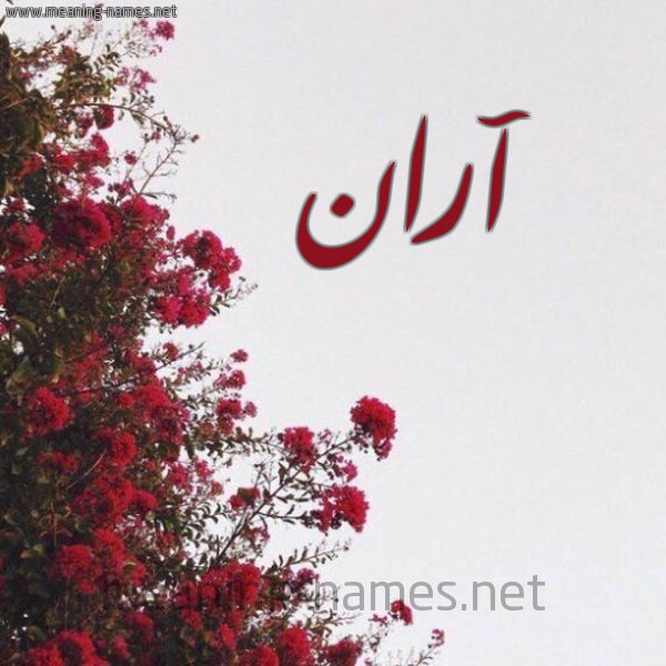 شكل 18 صوره الورد الأحمر للإسم بخط رقعة صورة اسم آران ARAN