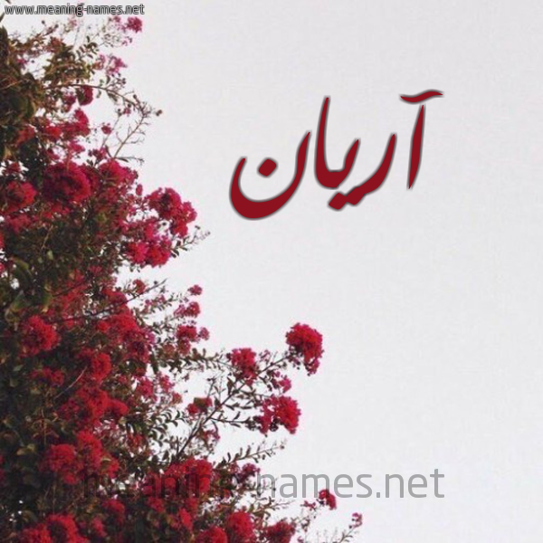 شكل 18 صوره الورد الأحمر للإسم بخط رقعة صورة اسم آريان aryan