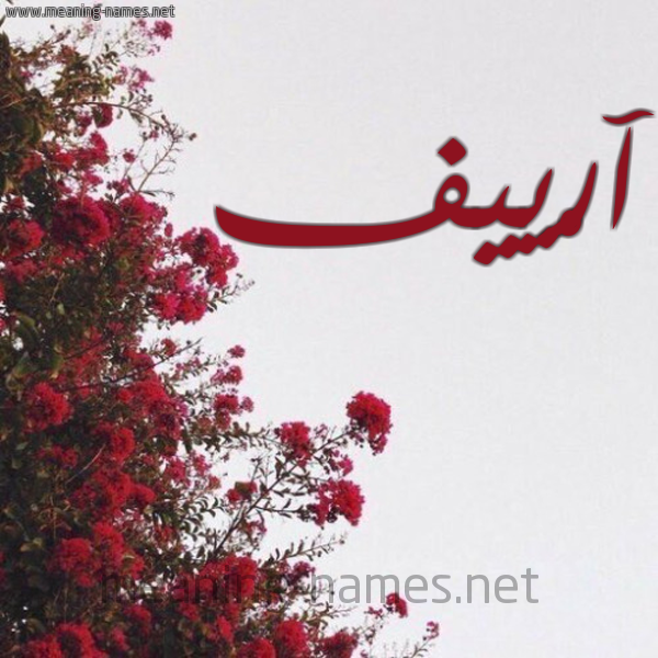 شكل 18 صوره الورد الأحمر للإسم بخط رقعة صورة اسم آرْييف ARIIF