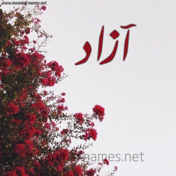 شكل 18 صوره الورد الأحمر للإسم بخط رقعة صورة اسم آزاد Azad
