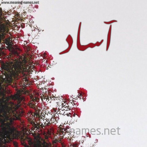 شكل 18 صوره الورد الأحمر للإسم بخط رقعة صورة اسم آساد ASAD