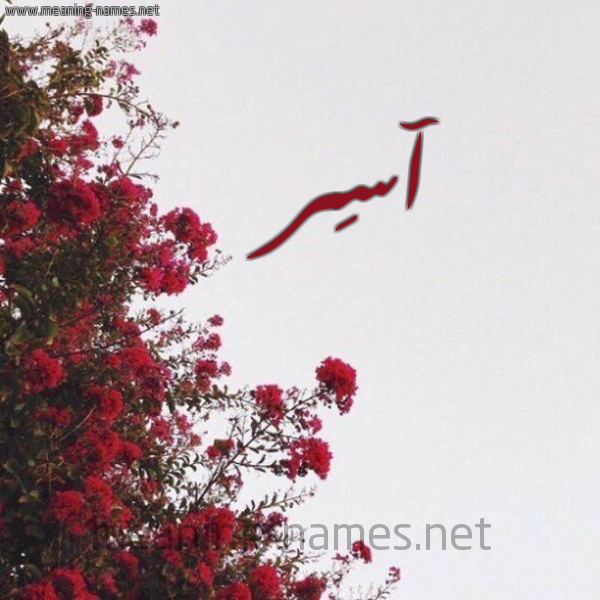 شكل 18 صوره الورد الأحمر للإسم بخط رقعة صورة اسم آسِر ASER