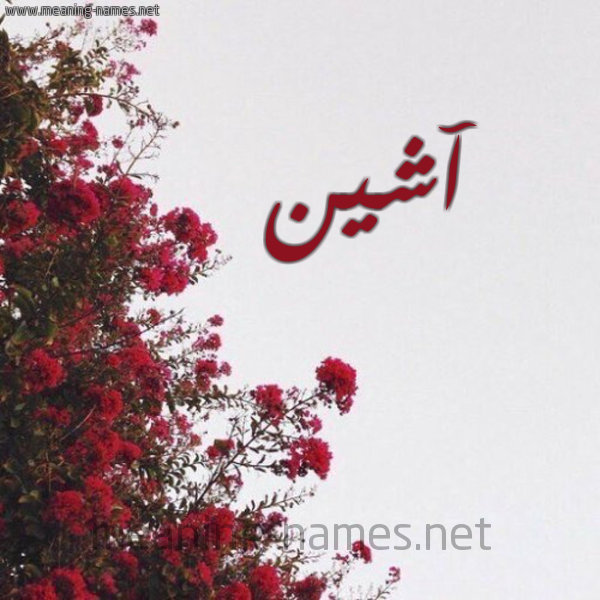 شكل 18 صوره الورد الأحمر للإسم بخط رقعة صورة اسم آشين Ashen