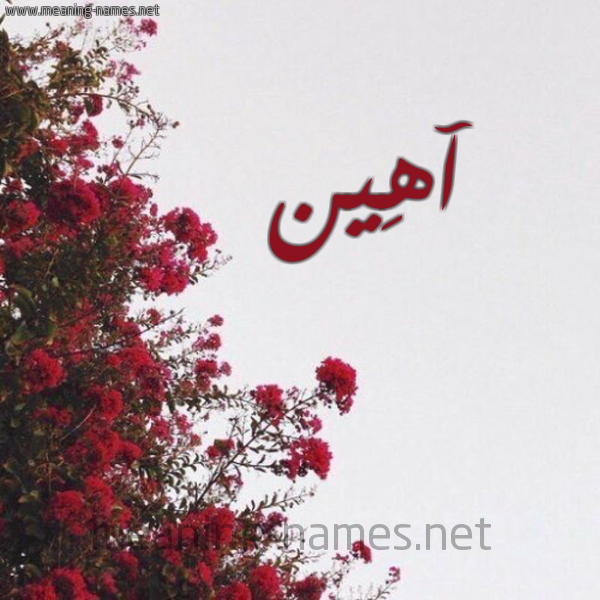 شكل 18 صوره الورد الأحمر للإسم بخط رقعة صورة اسم آهِين AHEIN