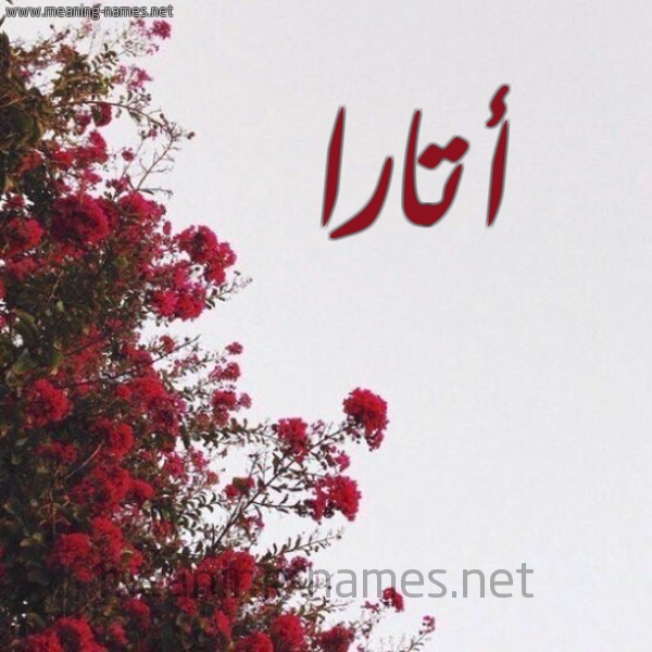 شكل 18 صوره الورد الأحمر للإسم بخط رقعة صورة اسم أتارا atara