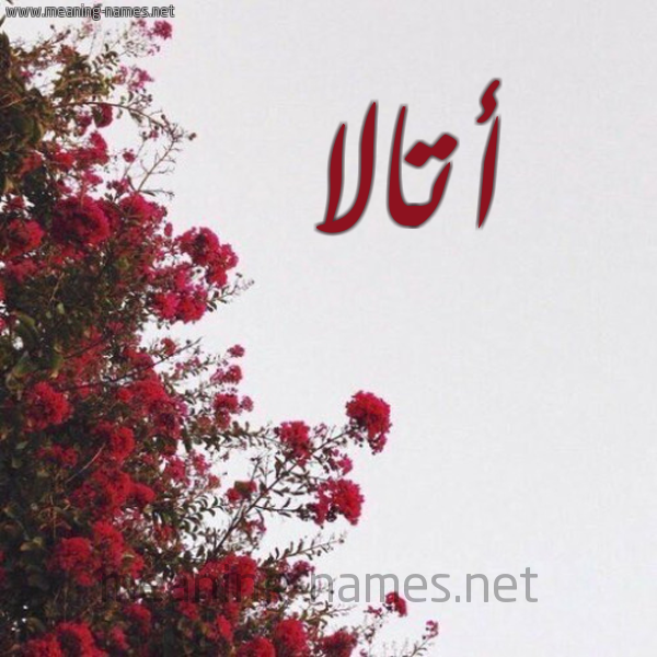 شكل 18 صوره الورد الأحمر للإسم بخط رقعة صورة اسم أتالا attalla