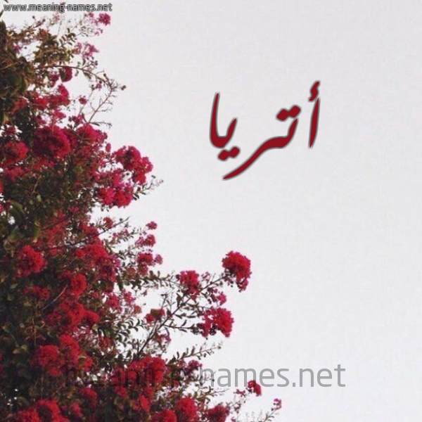 شكل 18 صوره الورد الأحمر للإسم بخط رقعة صورة اسم أتريا atria