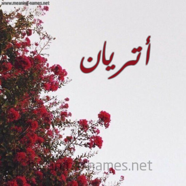 شكل 18 صوره الورد الأحمر للإسم بخط رقعة صورة اسم أتريان atrian
