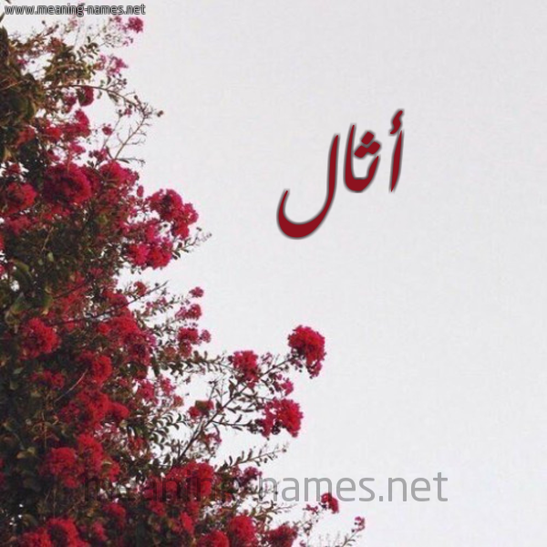 شكل 18 صوره الورد الأحمر للإسم بخط رقعة صورة اسم أثال athal