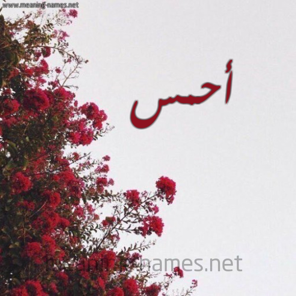 شكل 18 صوره الورد الأحمر للإسم بخط رقعة صورة اسم أحمس AHMS
