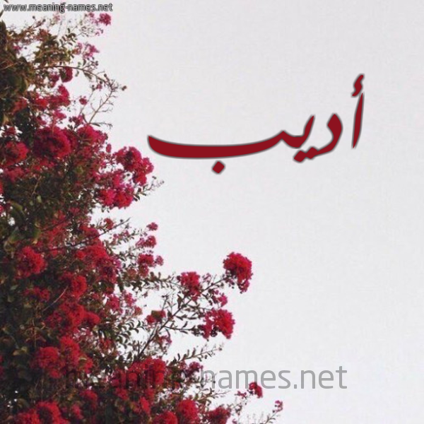 شكل 18 صوره الورد الأحمر للإسم بخط رقعة صورة اسم أديب Adib