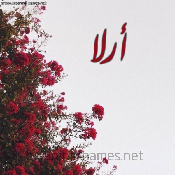 شكل 18 صوره الورد الأحمر للإسم بخط رقعة صورة اسم أرلا arla