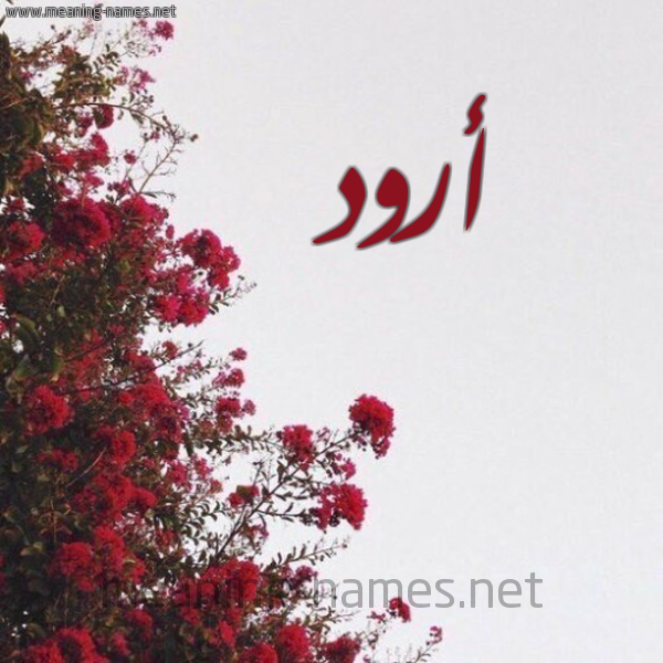 شكل 18 صوره الورد الأحمر للإسم بخط رقعة صورة اسم أرود AROD