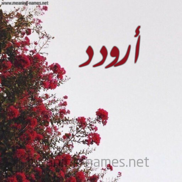 شكل 18 صوره الورد الأحمر للإسم بخط رقعة صورة اسم أرودد Arwad