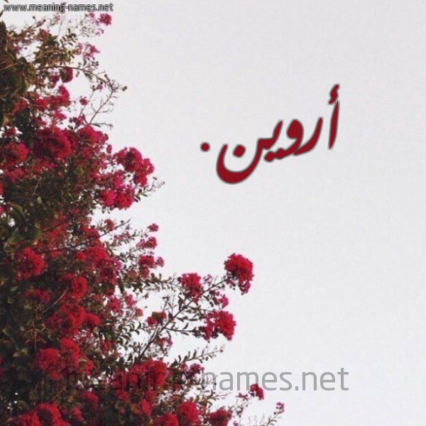 شكل 18 صوره الورد الأحمر للإسم بخط رقعة صورة اسم أروين. arween