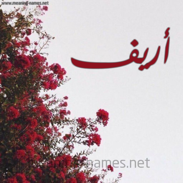 شكل 18 صوره الورد الأحمر للإسم بخط رقعة صورة اسم أريف areef