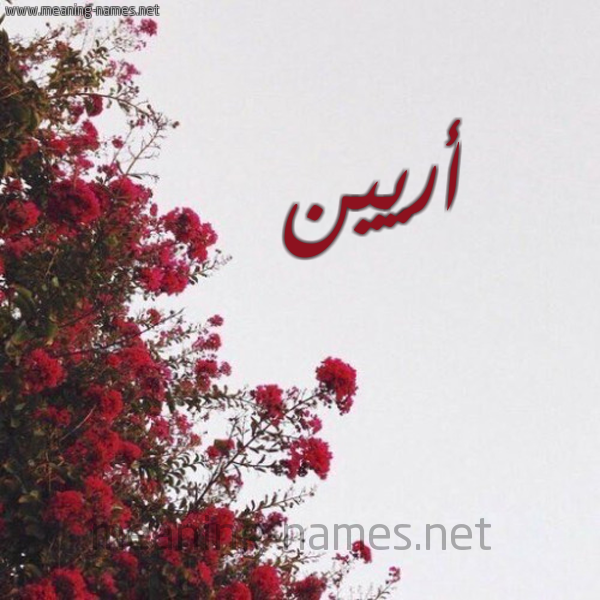 شكل 18 صوره الورد الأحمر للإسم بخط رقعة صورة اسم أريين Areen