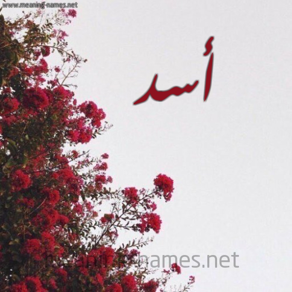 شكل 18 صوره الورد الأحمر للإسم بخط رقعة صورة اسم أسد Asd