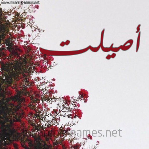 شكل 18 صوره الورد الأحمر للإسم بخط رقعة صورة اسم أصيلت Asila