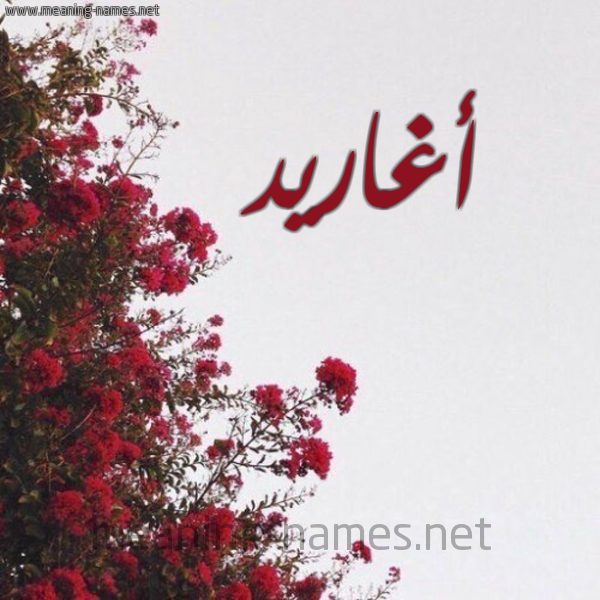 شكل 18 صوره الورد الأحمر للإسم بخط رقعة صورة اسم أغاريد AGHARID