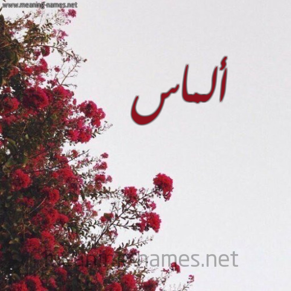 شكل 18 صوره الورد الأحمر للإسم بخط رقعة صورة اسم ألماس Almas