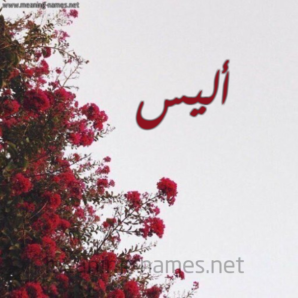 شكل 18 صوره الورد الأحمر للإسم بخط رقعة صورة اسم أليس Alis