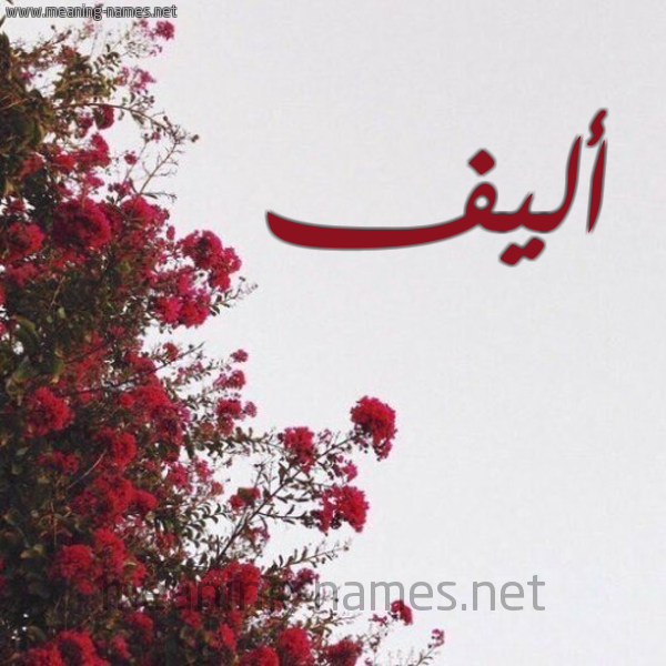شكل 18 صوره الورد الأحمر للإسم بخط رقعة صورة اسم أليف Alif