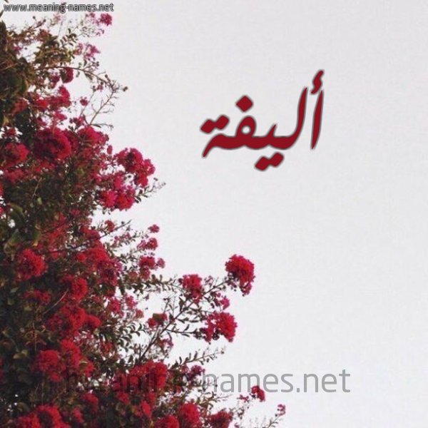 شكل 18 صوره الورد الأحمر للإسم بخط رقعة صورة اسم أليفة ALIFH