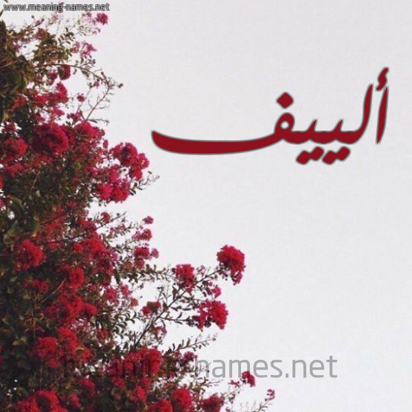 شكل 18 صوره الورد الأحمر للإسم بخط رقعة صورة اسم ألييف Aleef