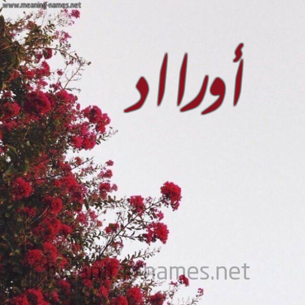 شكل 18 صوره الورد الأحمر للإسم بخط رقعة صورة اسم أورااد Awraad