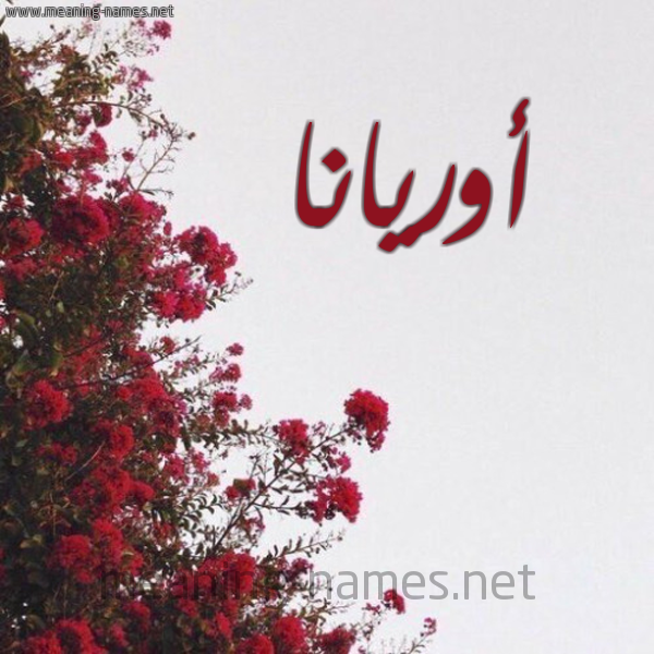 شكل 18 صوره الورد الأحمر للإسم بخط رقعة صورة اسم أوريانا oriana
