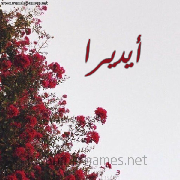 شكل 18 صوره الورد الأحمر للإسم بخط رقعة صورة اسم أيديرا Adira