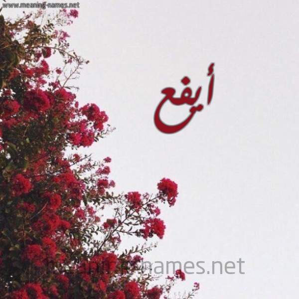 شكل 18 صوره الورد الأحمر للإسم بخط رقعة صورة اسم أيفع AIFA