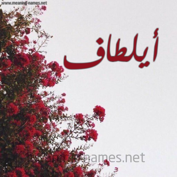 شكل 18 صوره الورد الأحمر للإسم بخط رقعة صورة اسم أيلطاف Altaf