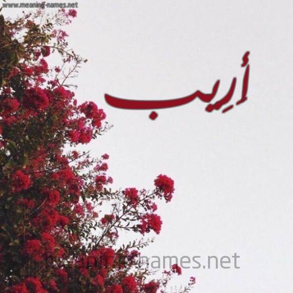 شكل 18 صوره الورد الأحمر للإسم بخط رقعة صورة اسم أَرِيب AAREIB