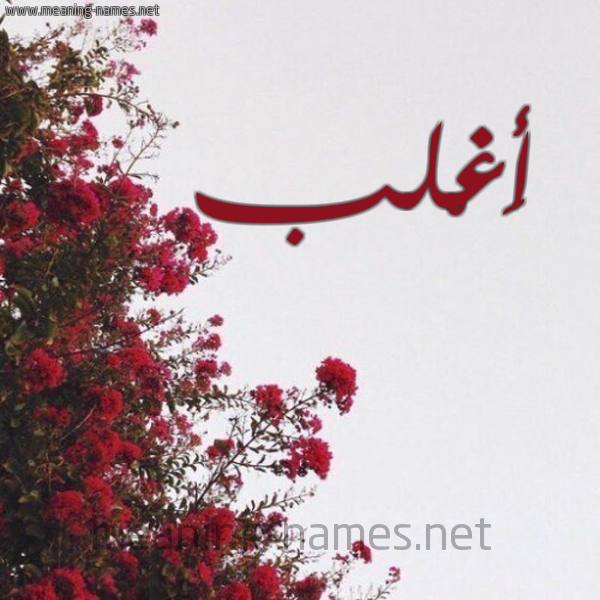 شكل 18 صوره الورد الأحمر للإسم بخط رقعة صورة اسم أَغْلب AAGHLB