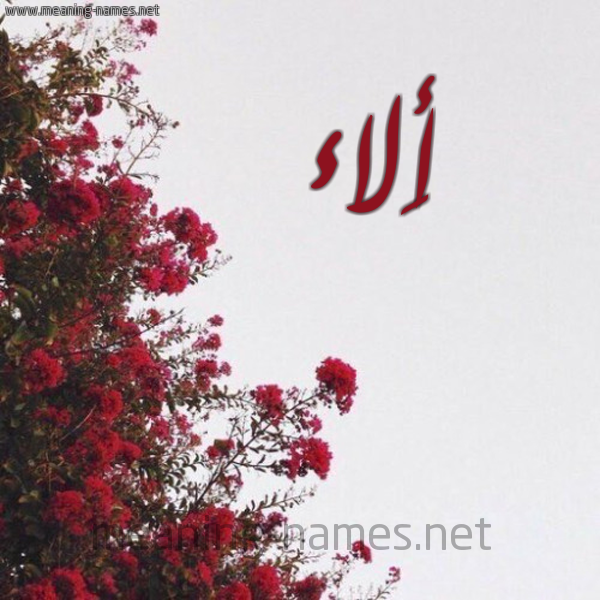 شكل 18 صوره الورد الأحمر للإسم بخط رقعة صورة اسم أَلاء AALAA