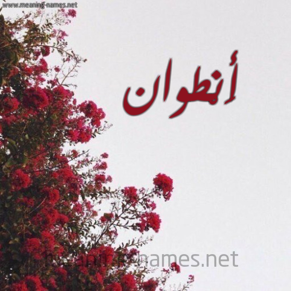 شكل 18 صوره الورد الأحمر للإسم بخط رقعة صورة اسم أَنْطوان AANTOAN