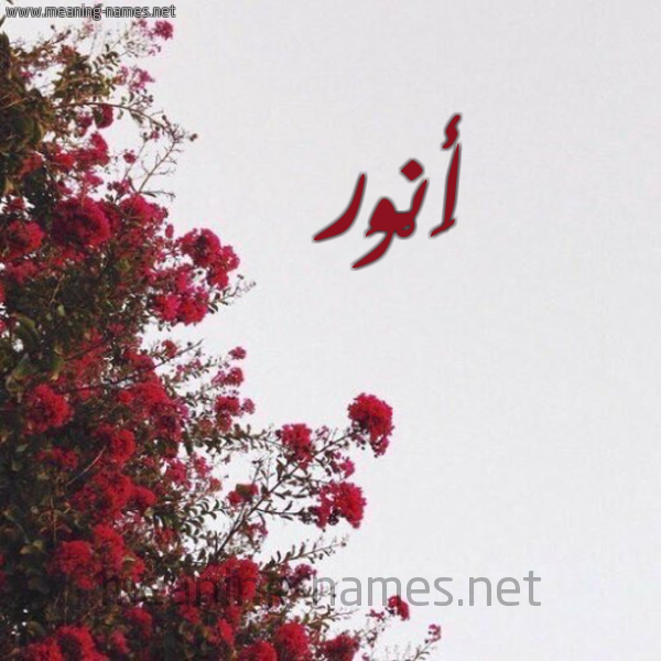 شكل 18 صوره الورد الأحمر للإسم بخط رقعة صورة اسم أَنْوَر AANOAR