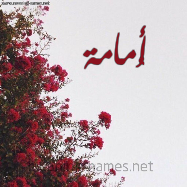 شكل 18 صوره الورد الأحمر للإسم بخط رقعة صورة اسم أُمامة Omama