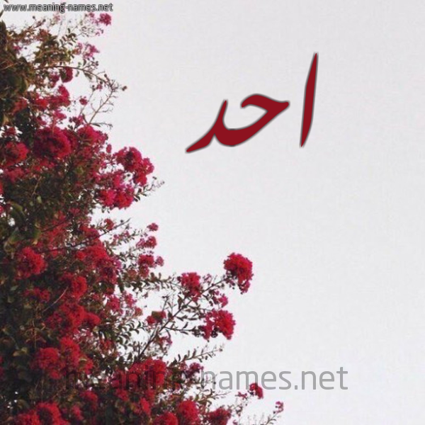 شكل 18 صوره الورد الأحمر للإسم بخط رقعة صورة اسم احد AHD