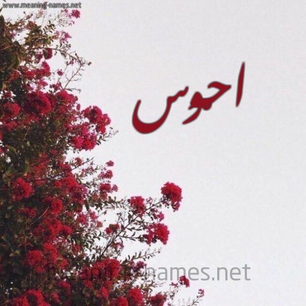 شكل 18 صوره الورد الأحمر للإسم بخط رقعة صورة اسم احْوَس AHOAS
