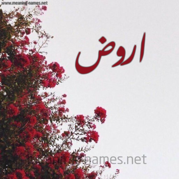 شكل 18 صوره الورد الأحمر للإسم بخط رقعة صورة اسم اروض Rawd