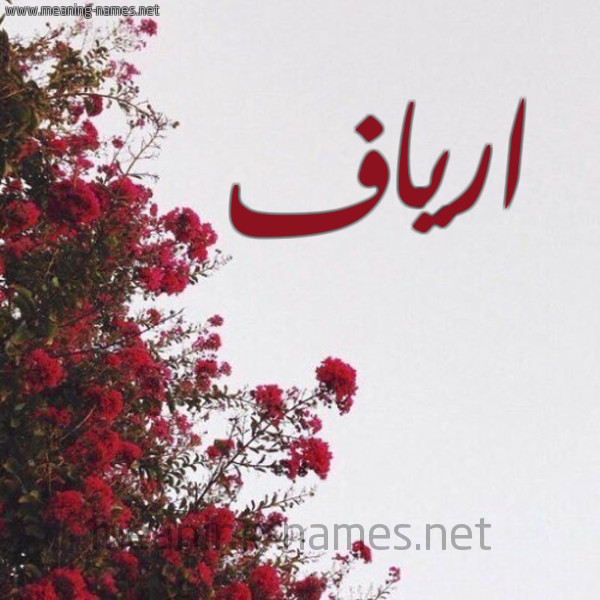 شكل 18 صوره الورد الأحمر للإسم بخط رقعة صورة اسم ارياف Aryaf