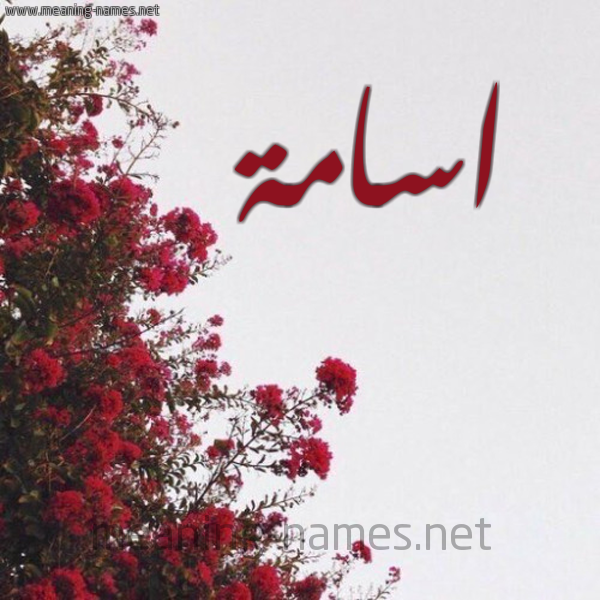 شكل 18 صوره الورد الأحمر للإسم بخط رقعة صورة اسم اسامة Osama