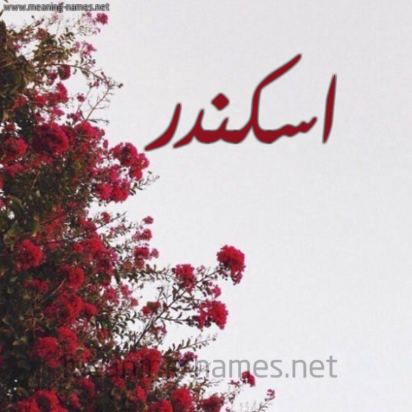 شكل 18 صوره الورد الأحمر للإسم بخط رقعة صورة اسم اسكندر Iskandar
